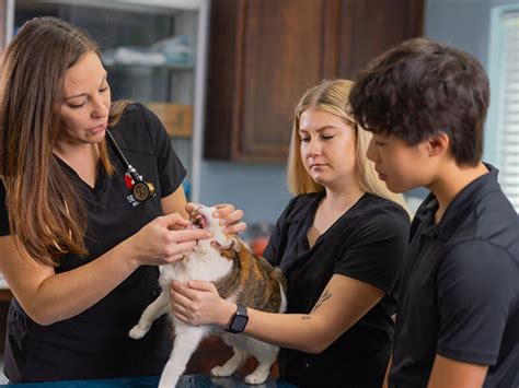 Shadowing Amp Volunteering Become A Pharmacist