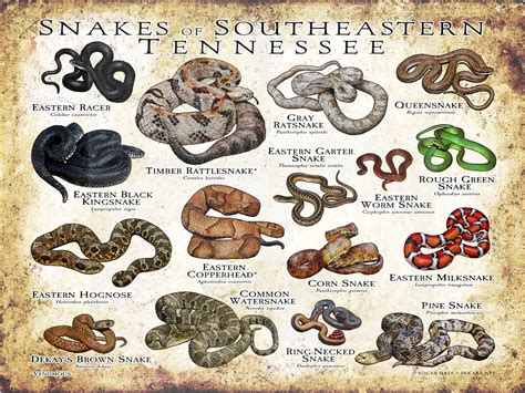 Snakes Of Tennessee Poster Print