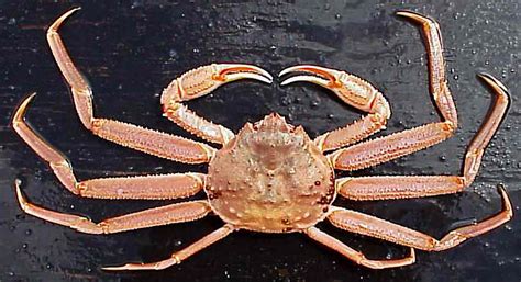 Snow Crab Chefs Resources