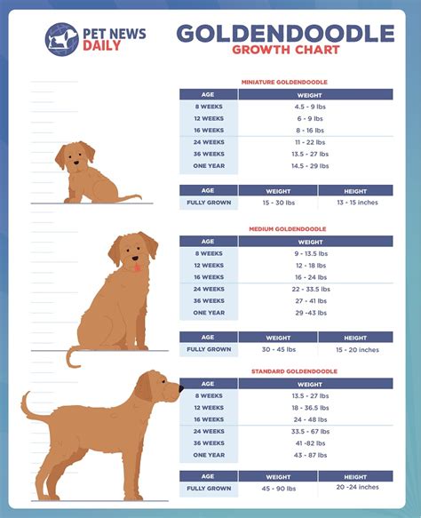 Standard Goldendoodle Feeding Chart Educational Chart Resources