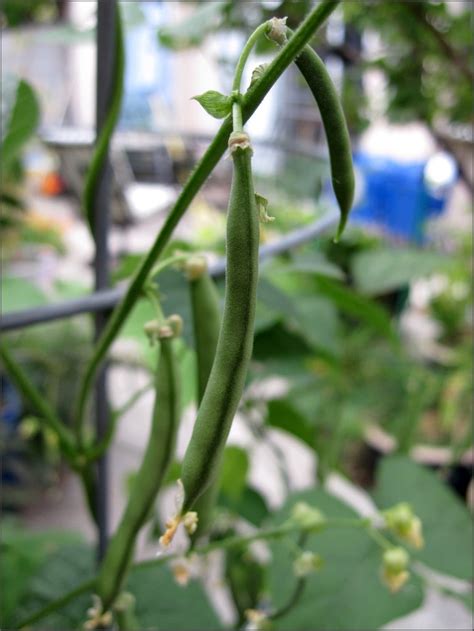String Beans Days To Maturity At Barbara Moser Blog