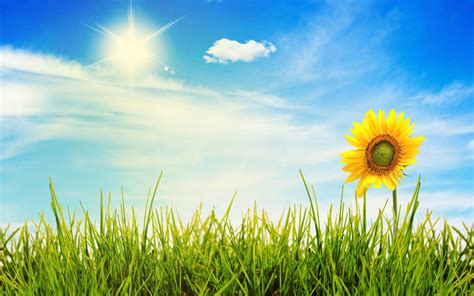 Sunny Day Wallpapers Top Free Sunny Day Backgrounds Wallpaperaccess
