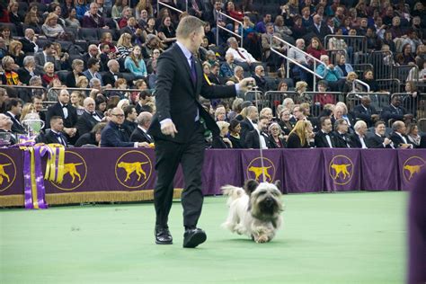 The Best Dogs And Bitches Behind The Scene Photos At Westminster