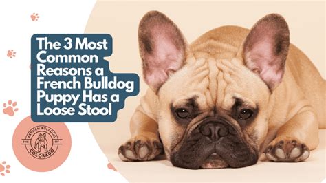 The Bulldog Is On The Loose Apvancol Laruebranchcomb Rcollinsjudon