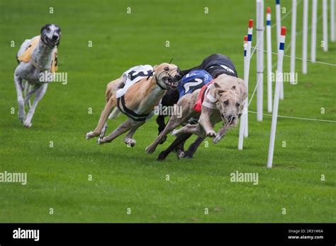The Greyhound Race Stock Photo Alamy