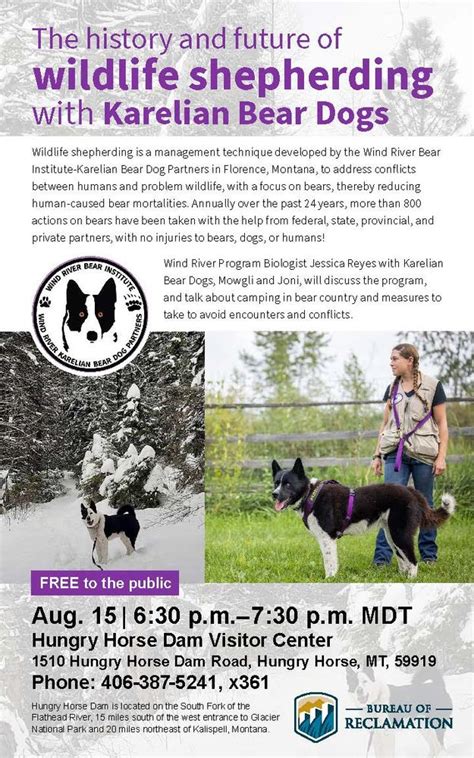 The History And Future Of Wildlife Shepherding With Karelian Bear Dogs