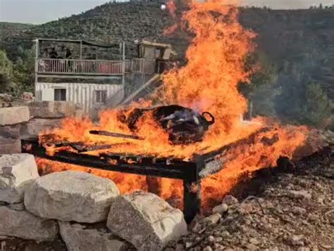 The Red Heifer Christian Zionism And The Dangers Of Now