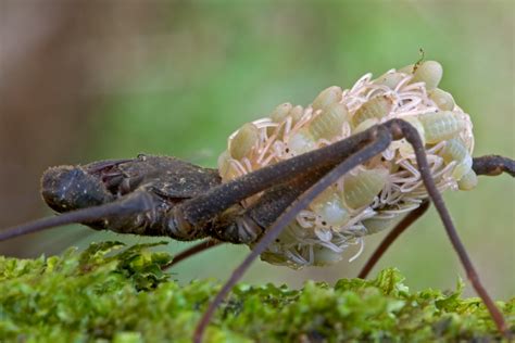 The Scariest Animal That Will Never Hurt You The Smaller Majority