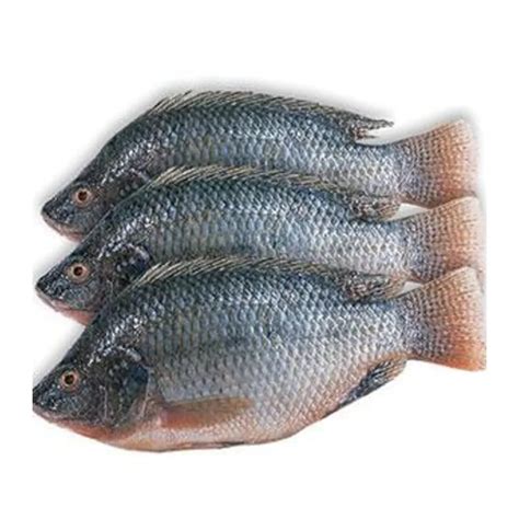 Tilapia Fish Price