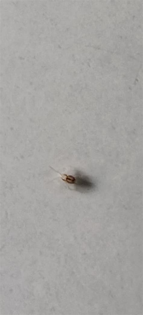 Tiny Brown Bugs That Fly In House
