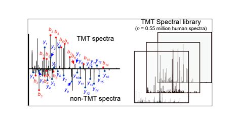 Why Is Tmt Labeled On Nterminal Important For Proteomics?