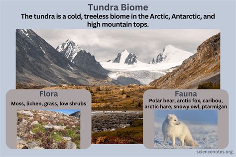 Tundra Biome Characteristics Flora Fauna