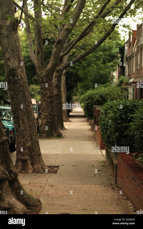 Urban Sidewalk And Trees Sunnyside Queens New York City Usa Stock