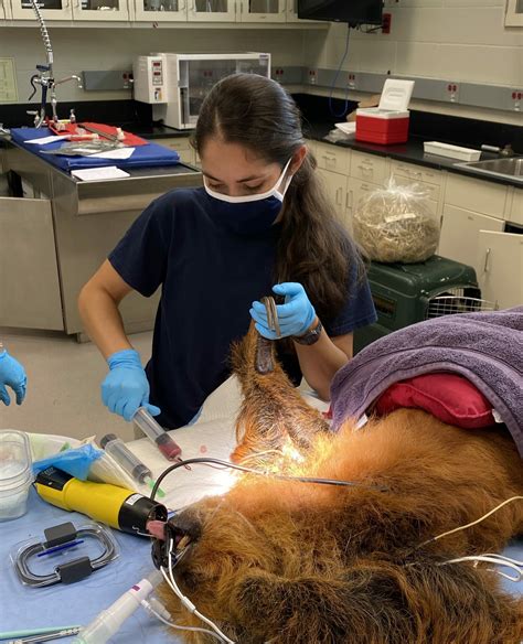 Veterinary Technician Appreciation Week The Houston Zoo