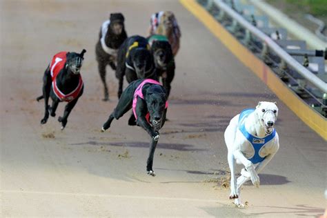 Victorian Greyhound Racing Set For An Exciting Season Grv