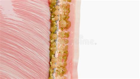 Weight Loss Comparison Before And After A Thick And Thin Waist Fat