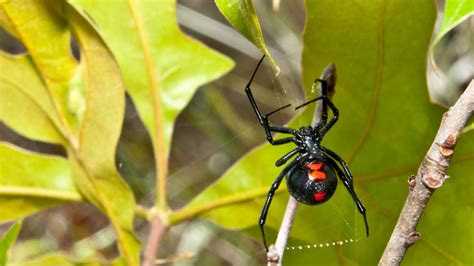 Mysteries of Western Black Widow Spiders: Uncovering Their Fascinating Secrets