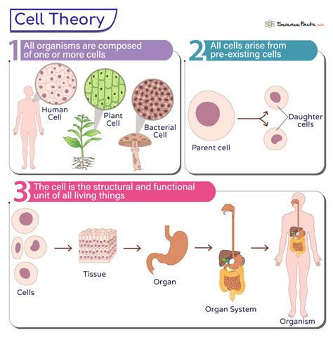 3 Core Parts of Cell Theory Explained