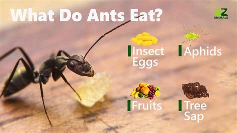 What Do Ants Eat: Simple Food Secrets Revealed