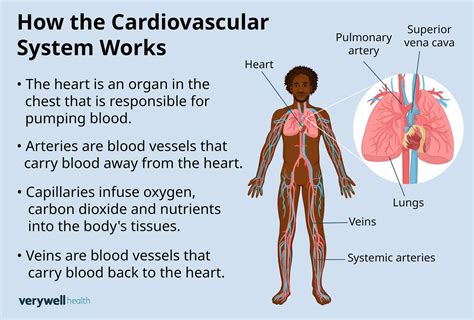 What Do Cardiovascular Technicians Do
