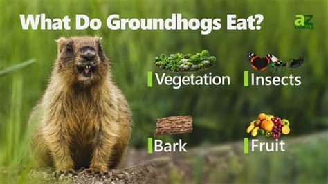 What Groundhogs Eat: Nature's Secret Revealed