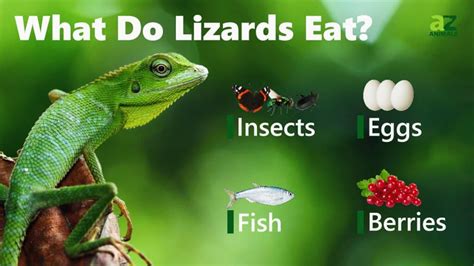 Lizard Diet: What Do They Eat?