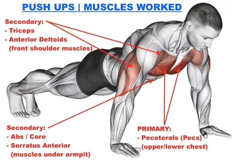 What Do Push Ups Do