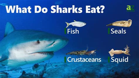 What Do Sharks Eat Uncovered: Their Fascinating Diet Explained