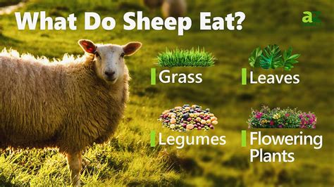 What Do Sheep Eat in Farming: Surprising Diet Facts Revealed