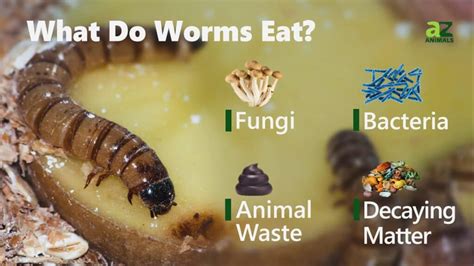 Unraveling Worm Diets: What Do Worms Eat Really?