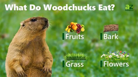 Woodchuck Diet: Surprising Natural Favorites