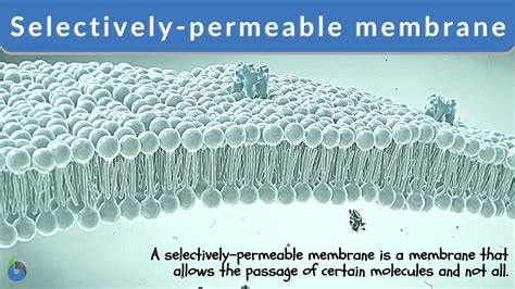 Unlock Meaning: What Does Selectively Permeable Mean?