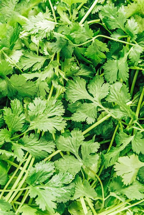 What Is Cilantro And What Does It Taste Like Live Eat Learn