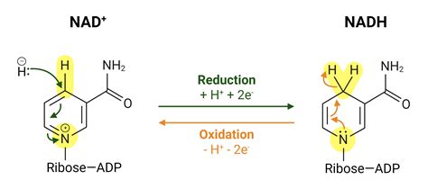 What is NADPH: Vital Cellular Powerhouse Unveiled