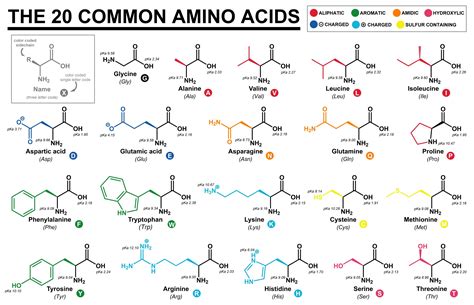 What Is The Amino Acids