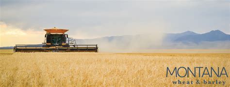Wheat Montana Great Falls