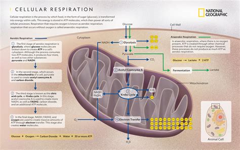Where Cellular Respiration Actually Happens in Cells?