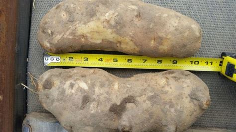 Where To Buy Big Potatoes