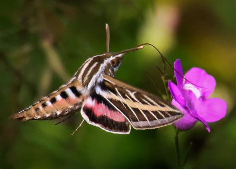 Discover the Astonishing Life Cycle of the White Lined Sphinx Moth