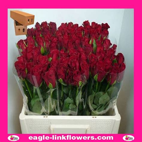 Wholesale Flowers To Brazil Eagle Link Flowers