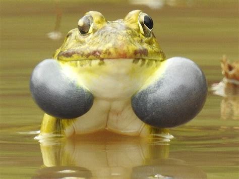 Why Do Frogs Inflate Their Throat And Why They Are Called As Bubble