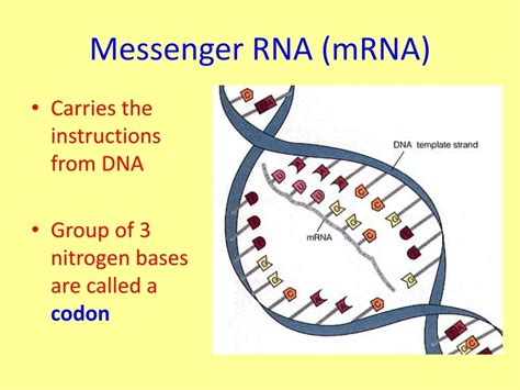 Why RNA is Messenger Essential
