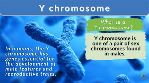 Why Y Chromosomes Might Disappear