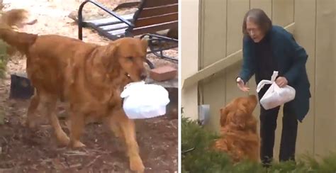 Woman Trains Dog To Deliver Groceries To Elderly Neighbor Woman Trains Dog To Deliver Groceries To Elderly Neighbor
