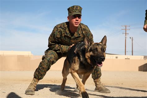 Working Dog Marine K9 Training Marine Corps K9 Unit Military K9 Training 2025