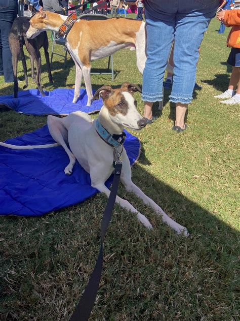 Ww Dive In Blog Second Chance Greyhounds