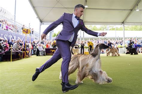 Your Brain Will Freak Out Over The Westminster Dog Show Minus The Dogs